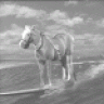 Mr.ed